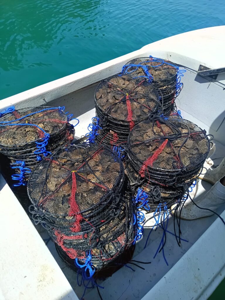 Shells in the net on the boar