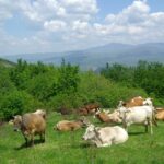 Cows laying on the grond