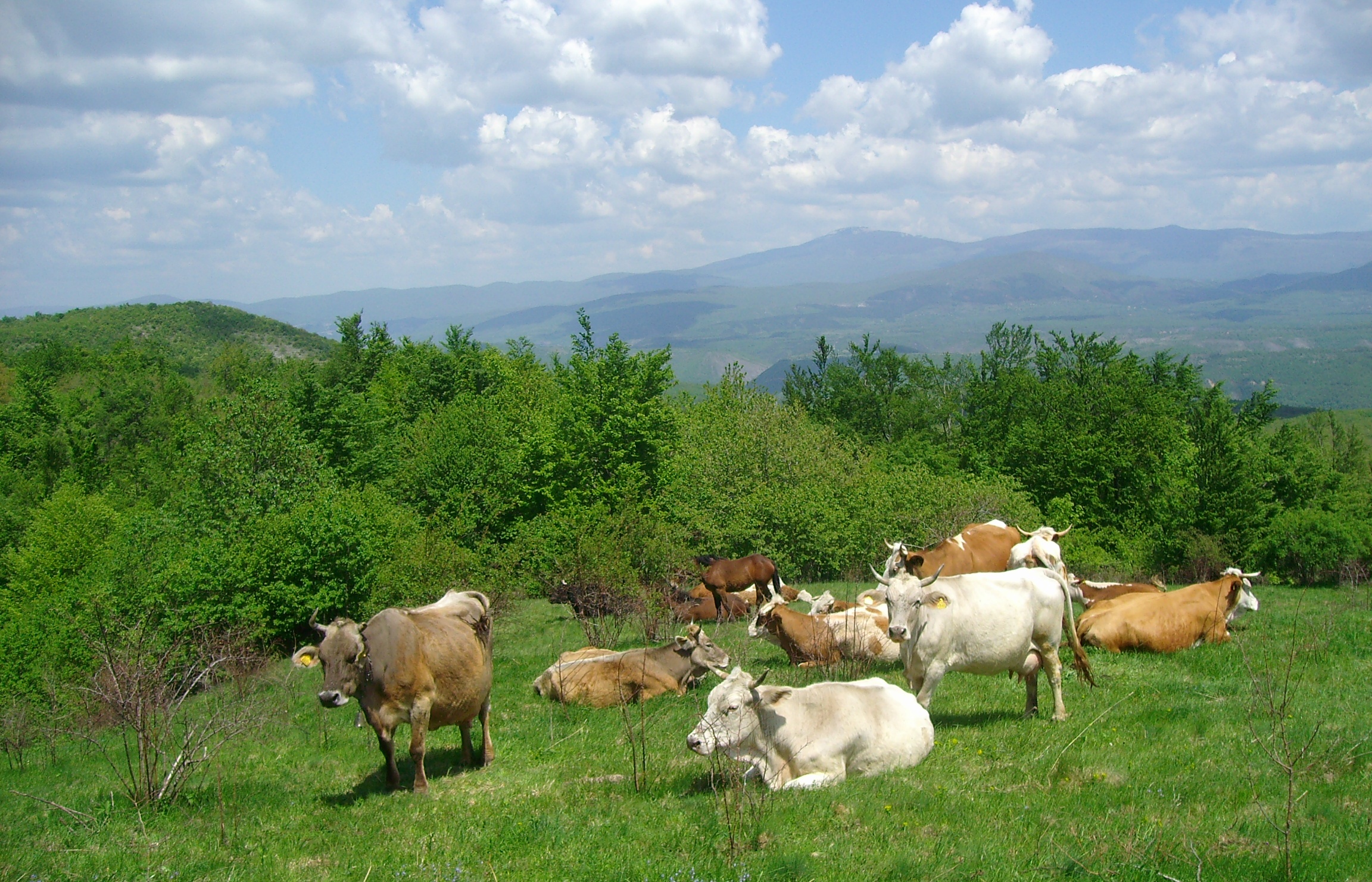 Cows laying on the grond